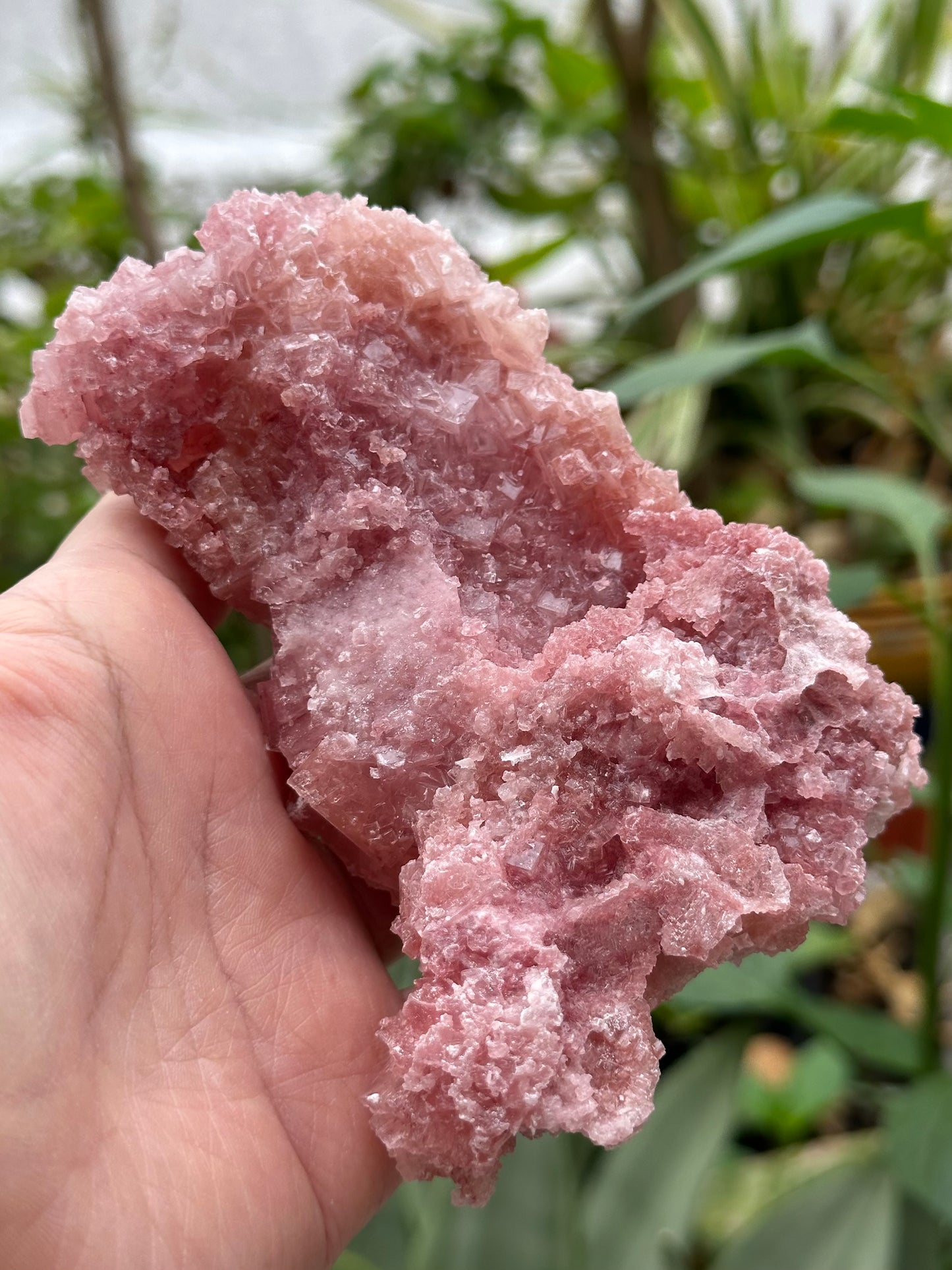 Pink Halite