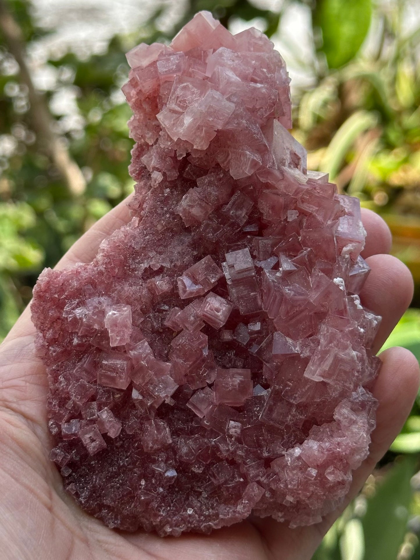 Pink Halite from Searles Lake, California