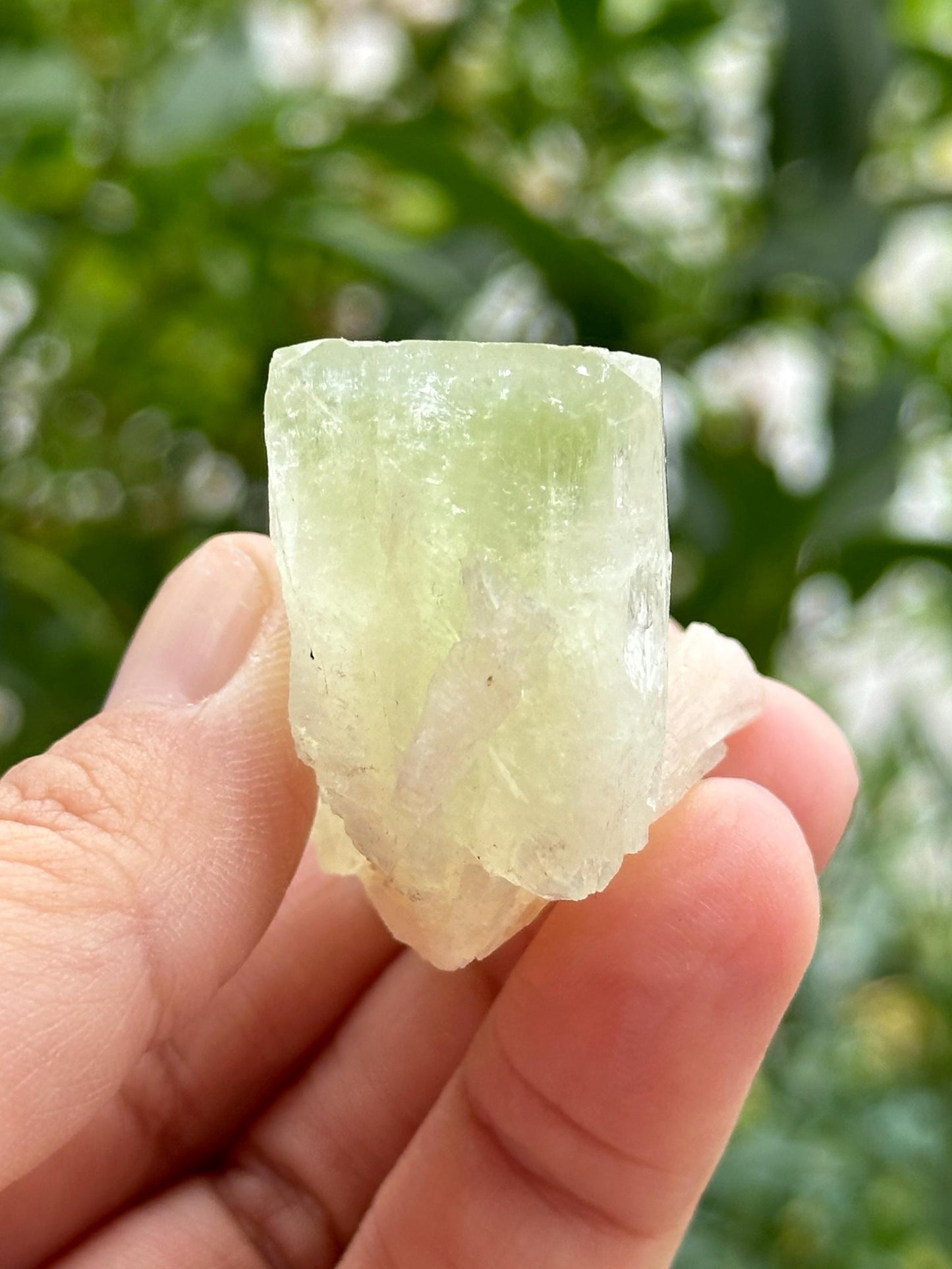 Green Apophyllite from India