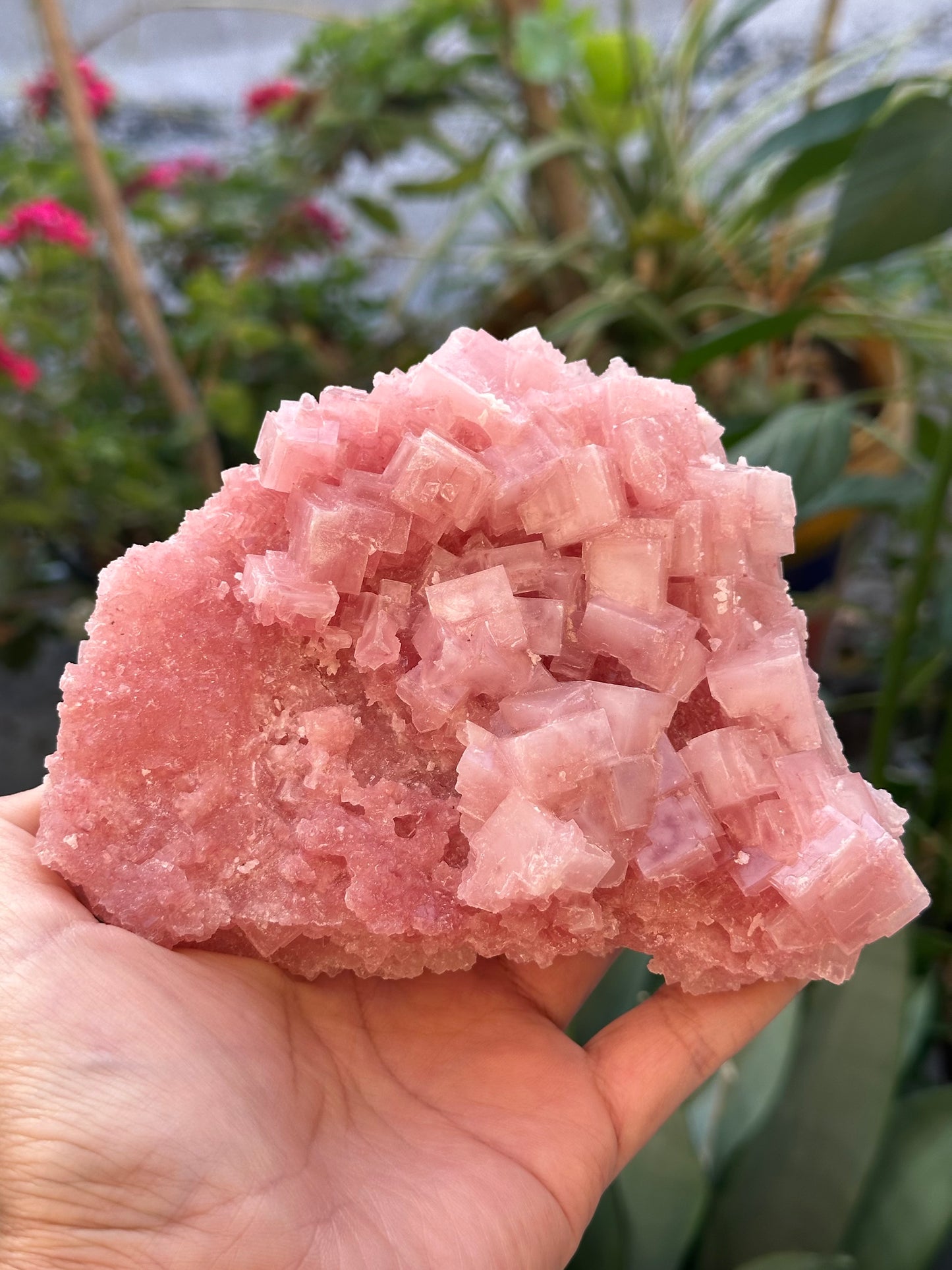 Pink Halite from Searles Lake, California