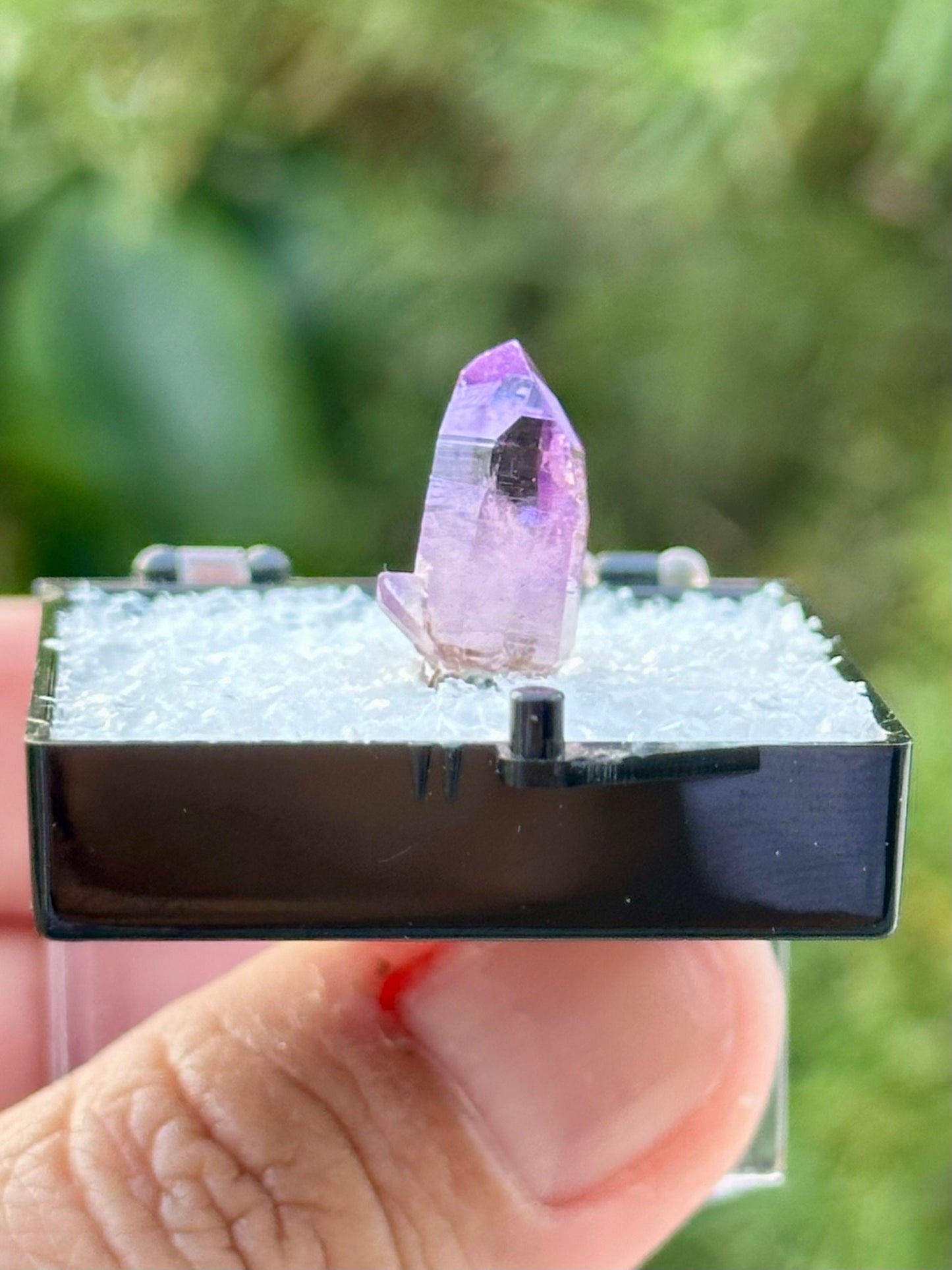 Veracruz Amethyst in a perky box