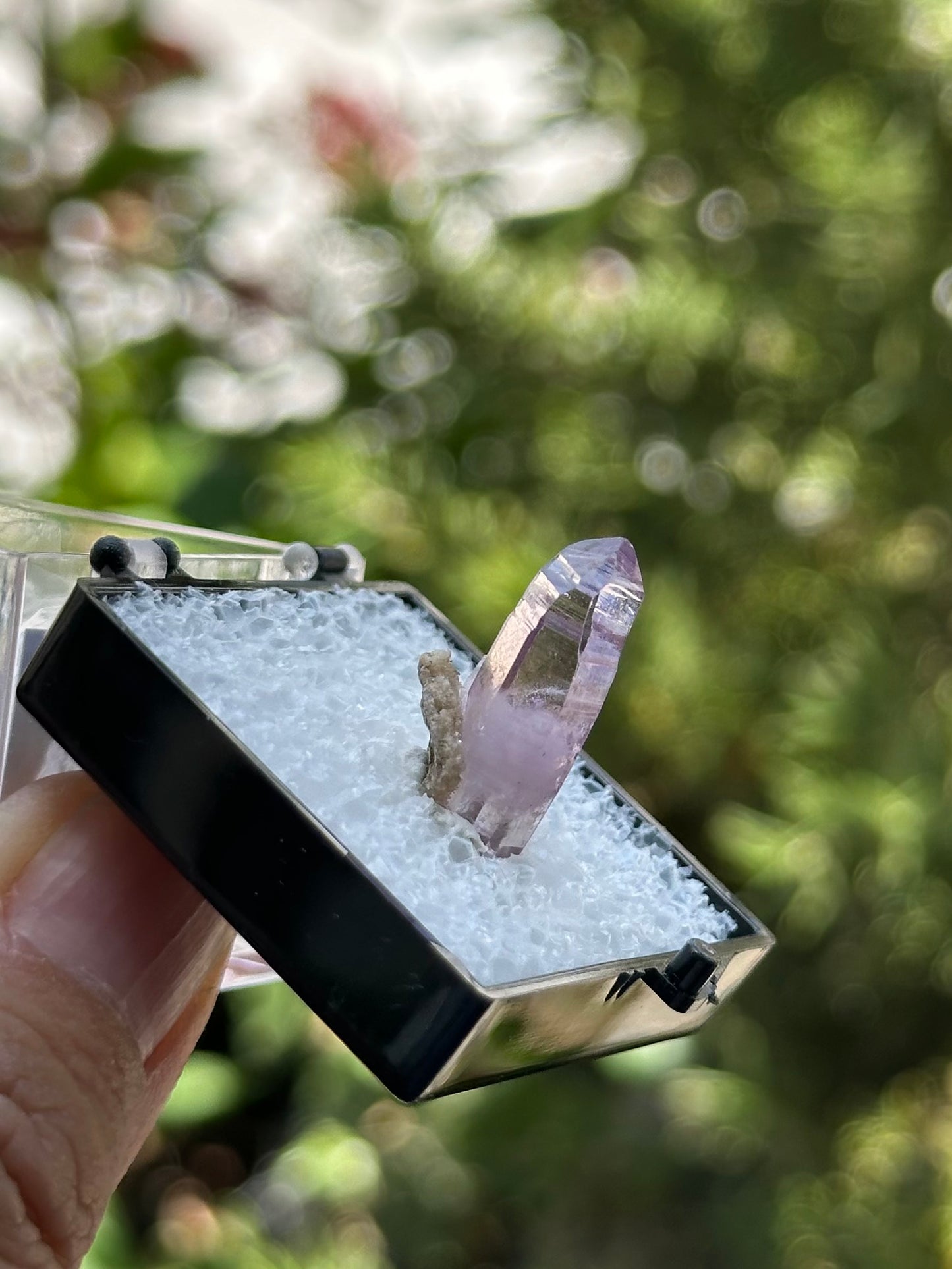 Veracruz Amethyst in a perky box from Veracruz, Mexico