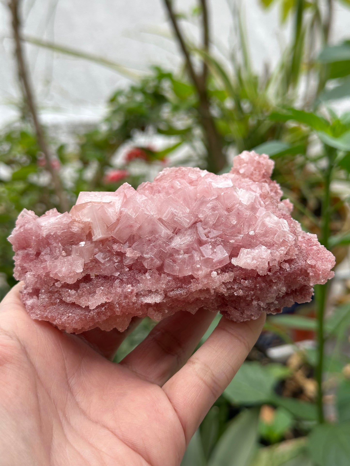 Pink Halite