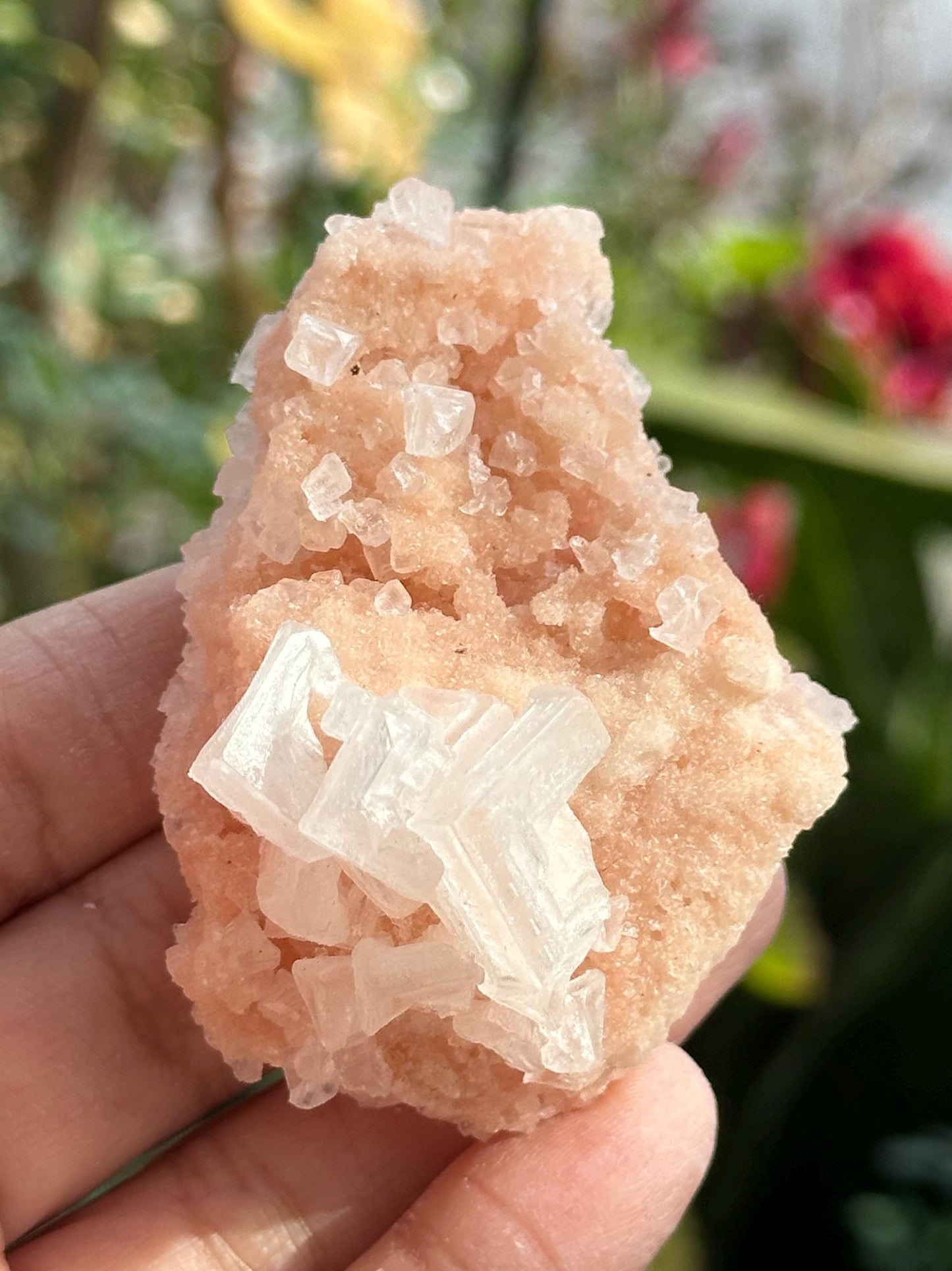 Light Pink Halite on Trona