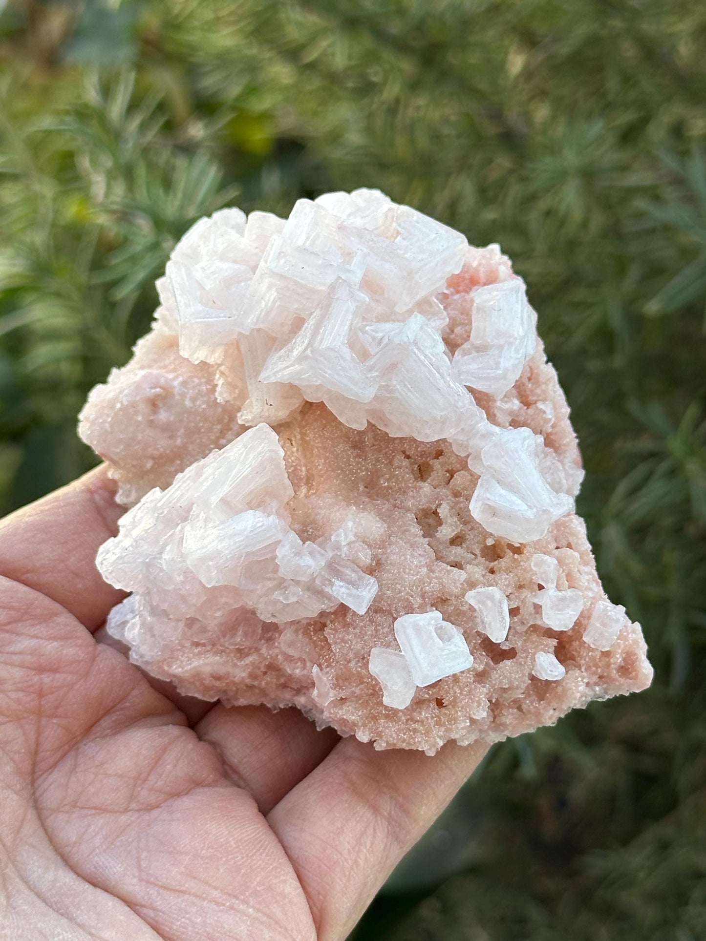 Light Pink Halite on Trona