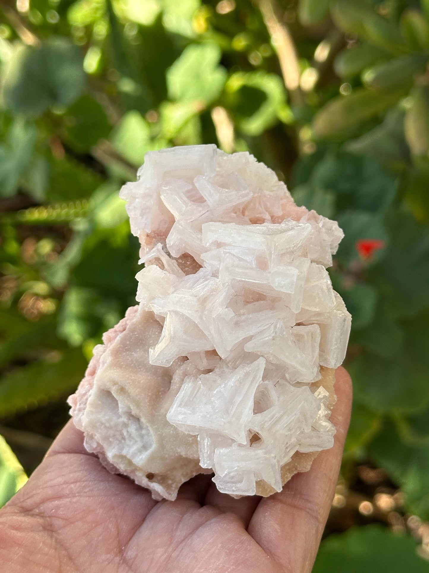 Light Pink Halite on Trona