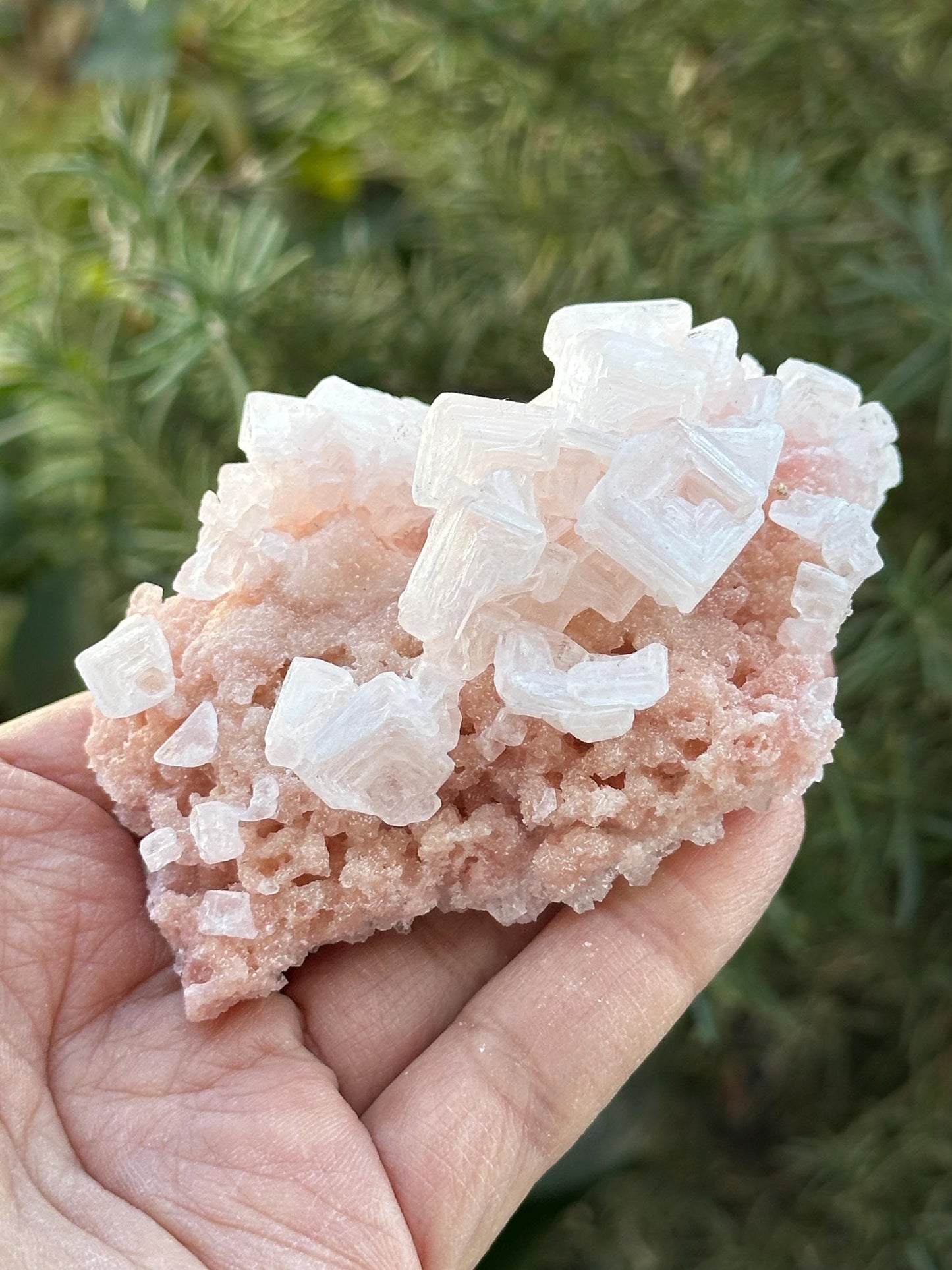 Light Pink Halite on Trona