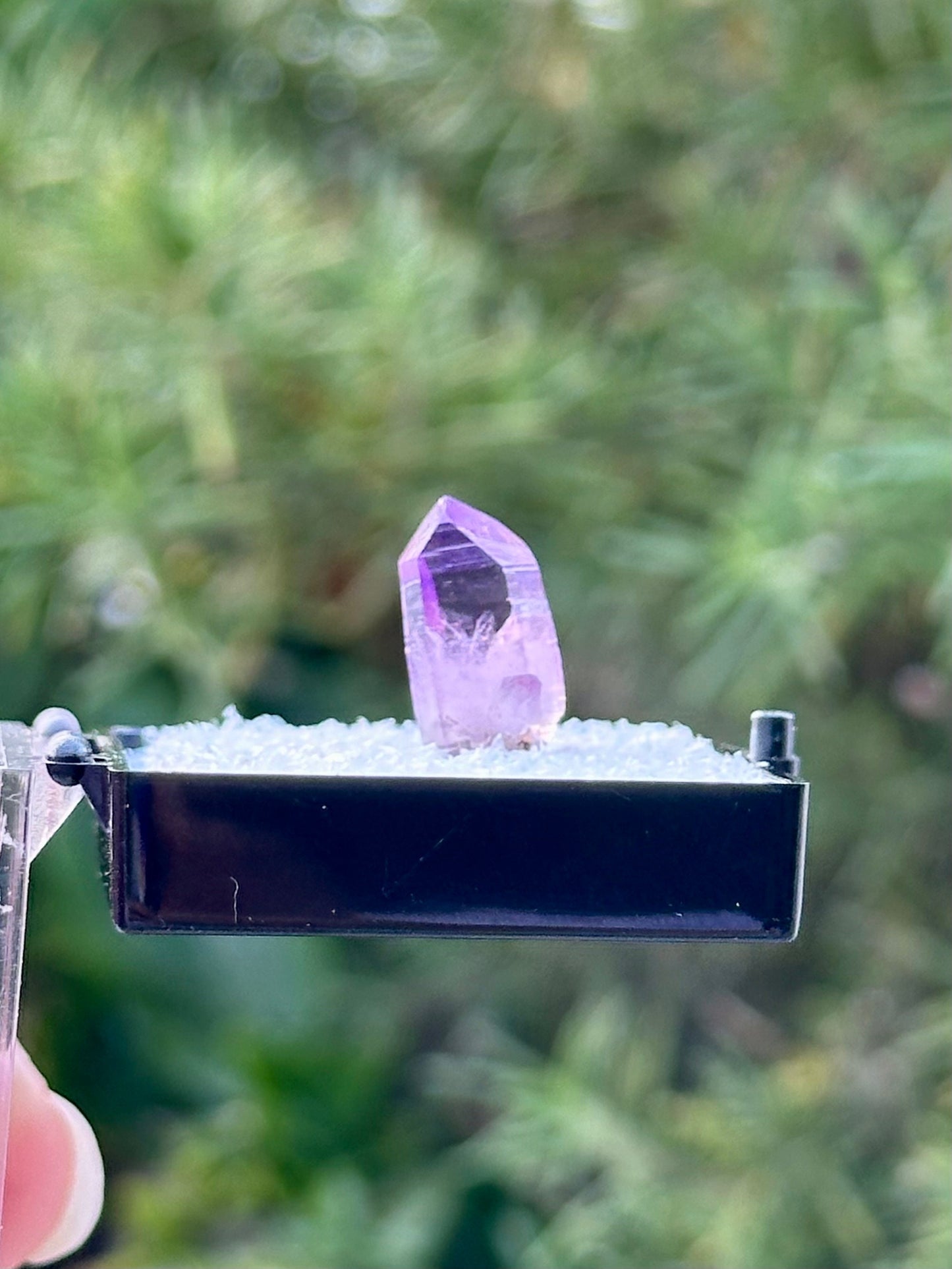 Veracruz Amethyst in a perky box