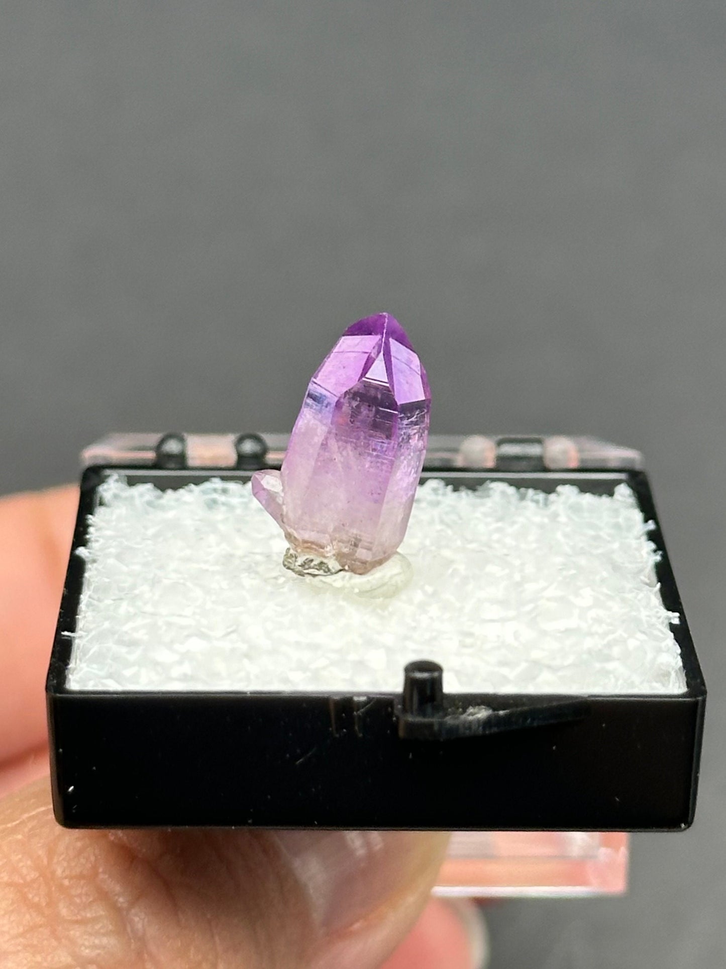 Veracruz Amethyst in a perky box