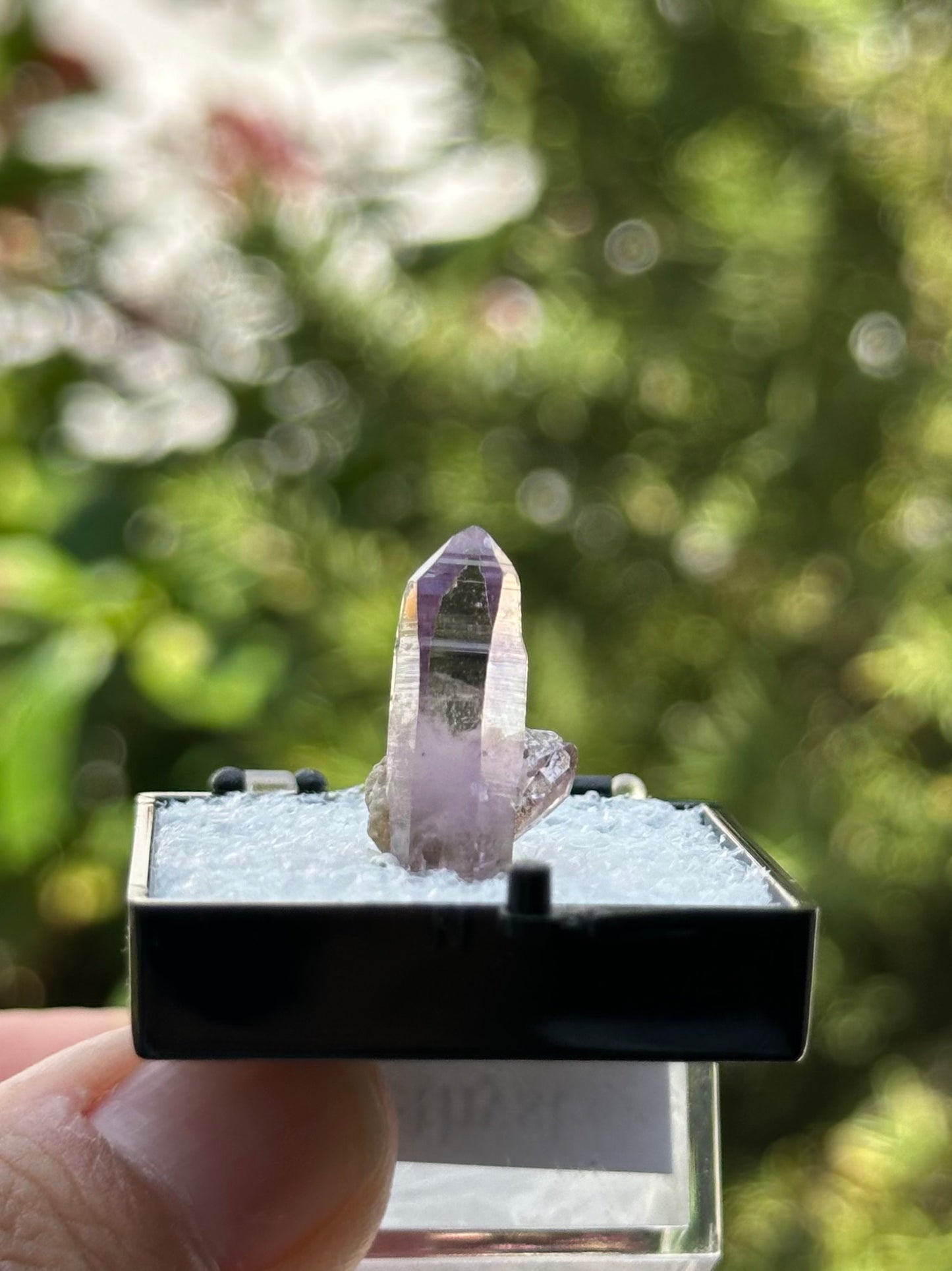 Veracruz Amethyst in a perky box from Veracruz, Mexico