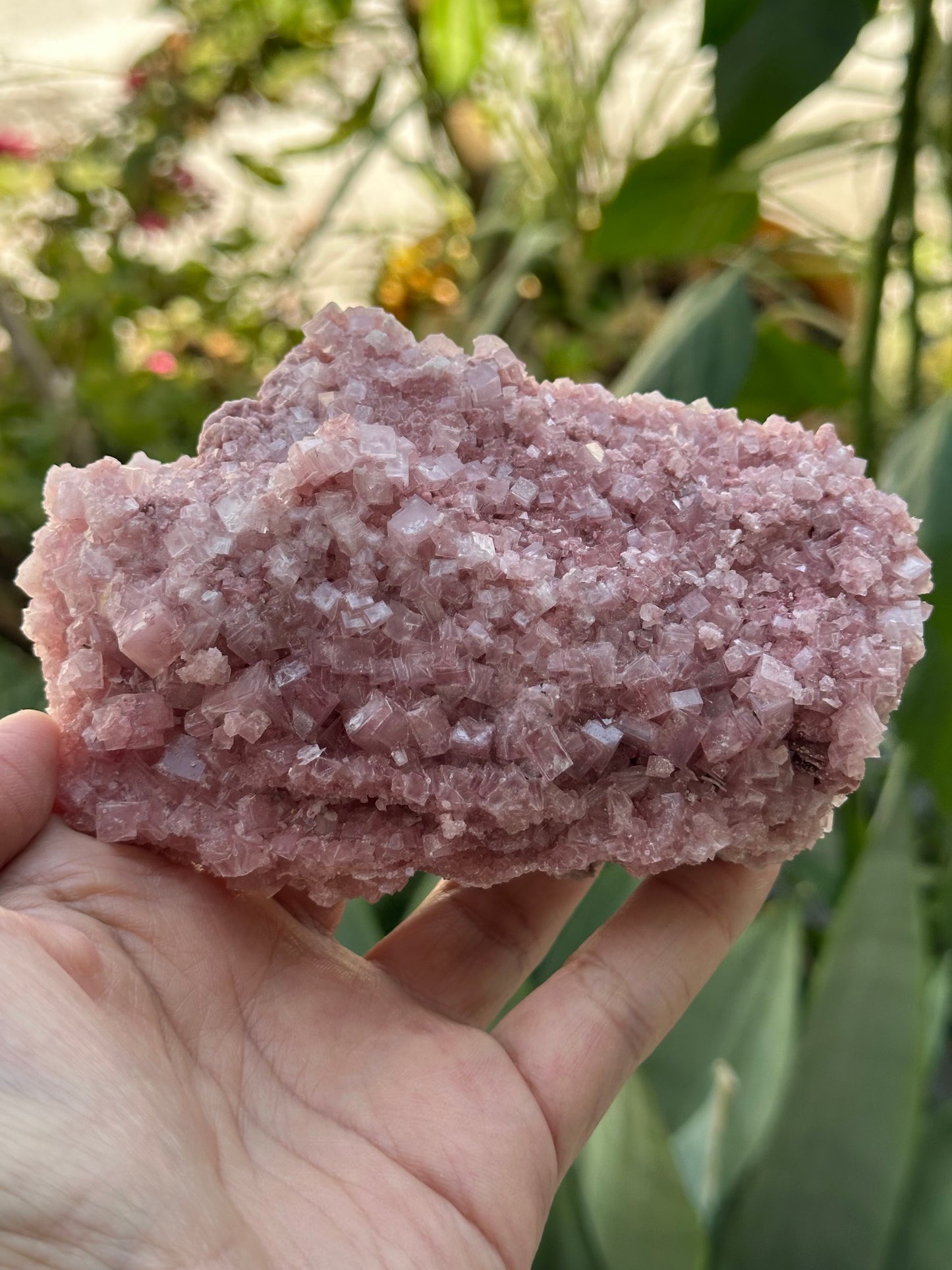 Pink Halite from Searles Lake, California