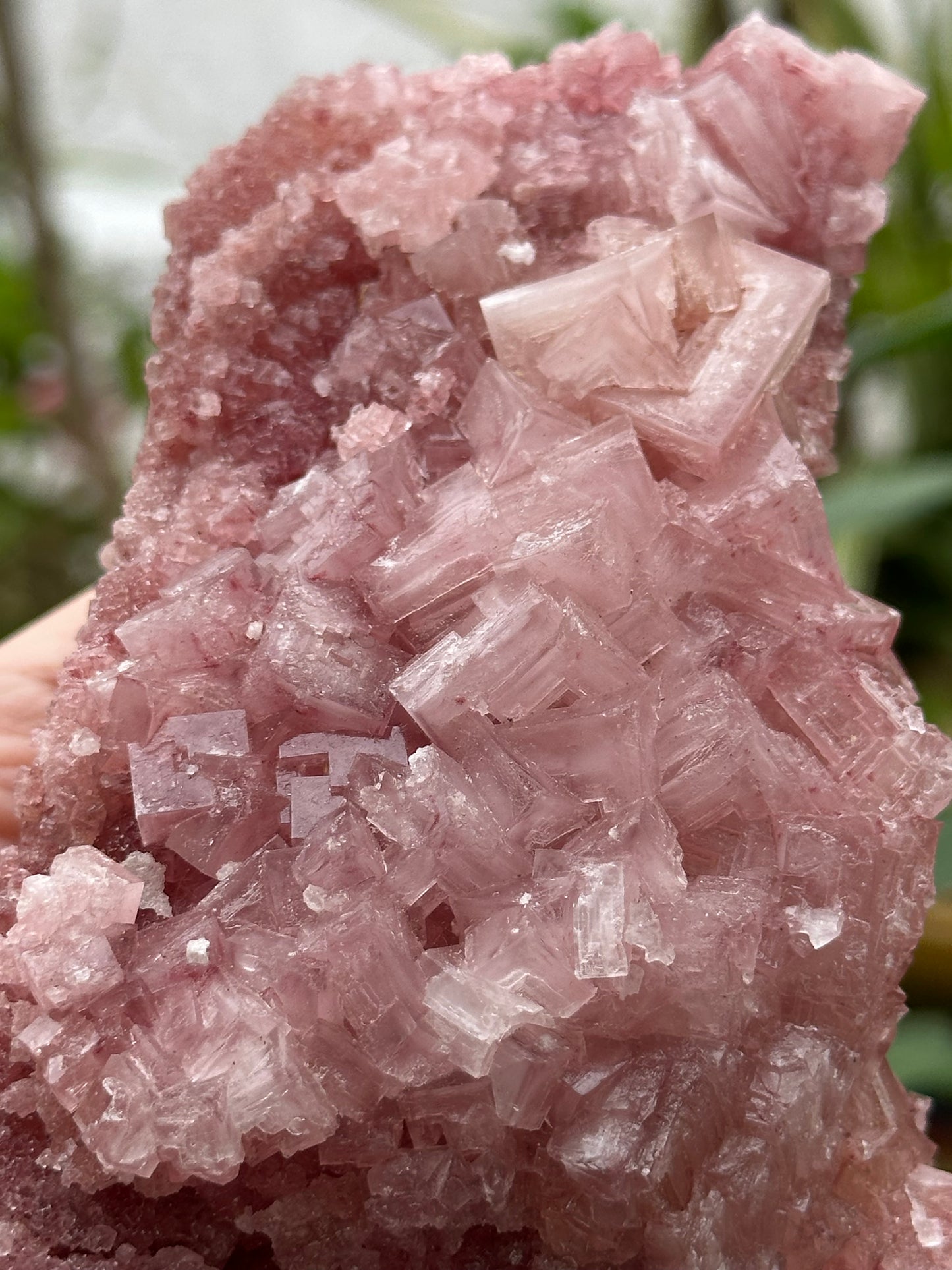 Pink Halite