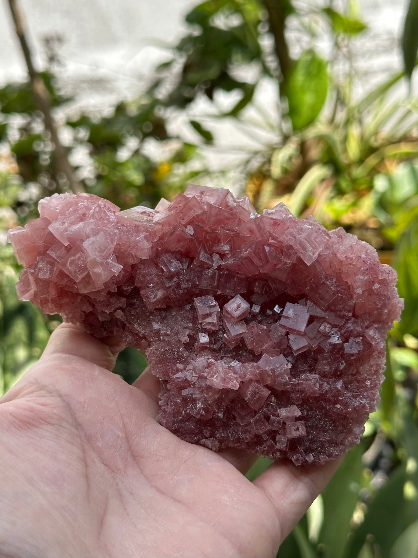 Pink Halite from Searles Lake, California