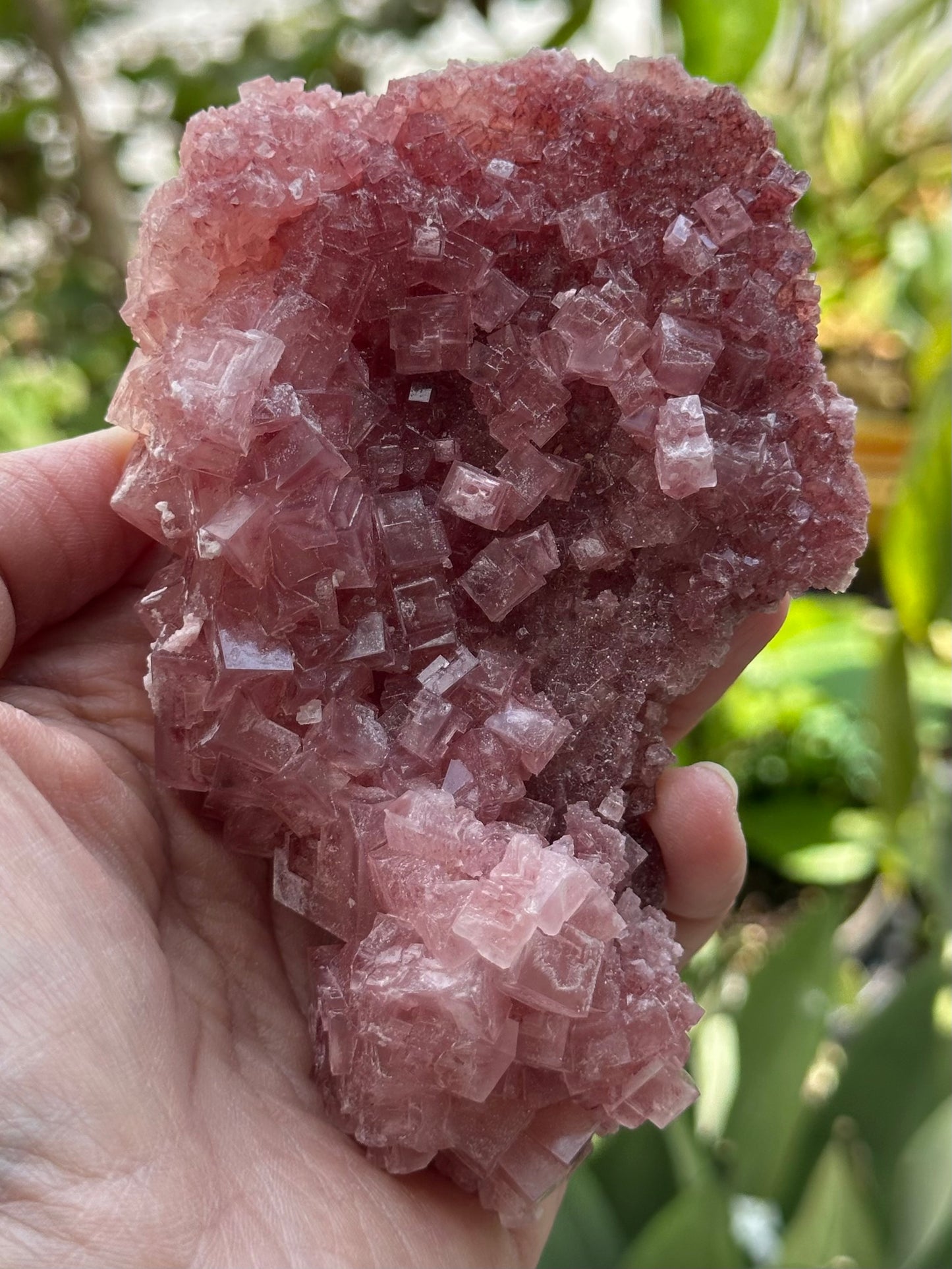 Pink Halite from Searles Lake, California