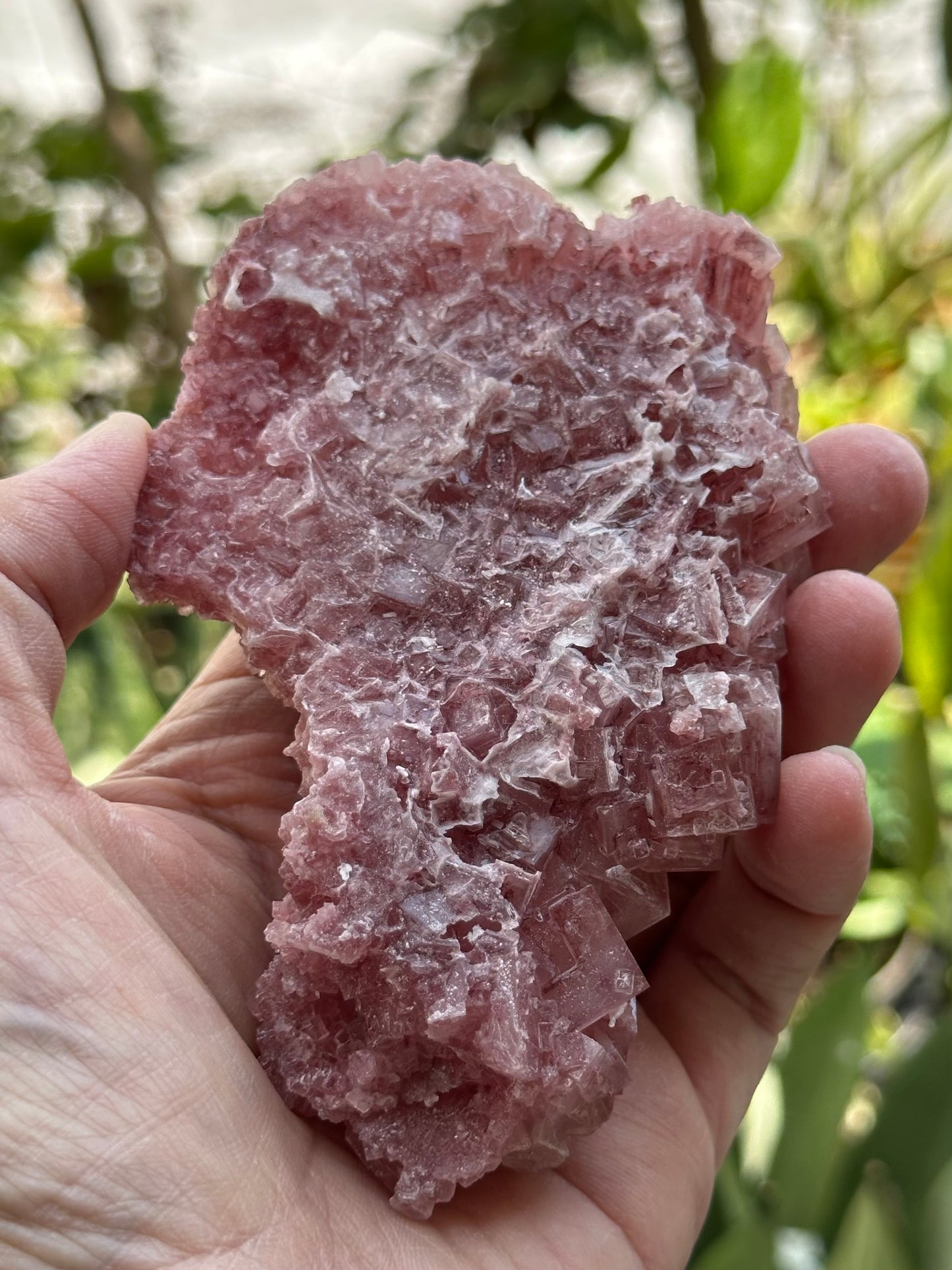 Pink Halite from Searles Lake, California