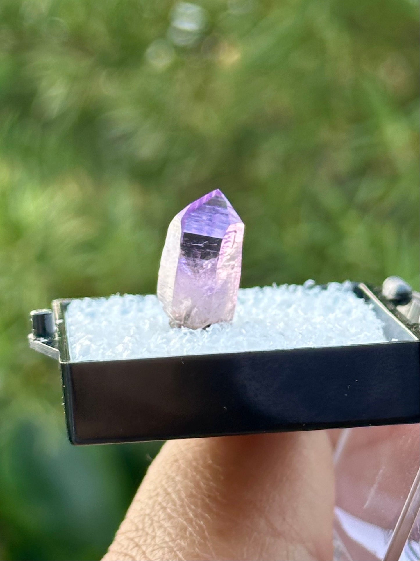 Veracruz Amethyst in a perky box