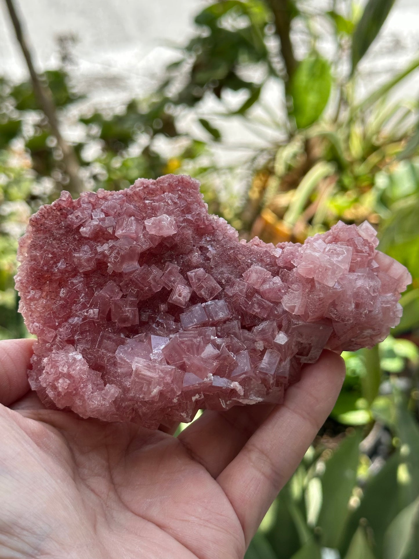 Pink Halite from Searles Lake, California