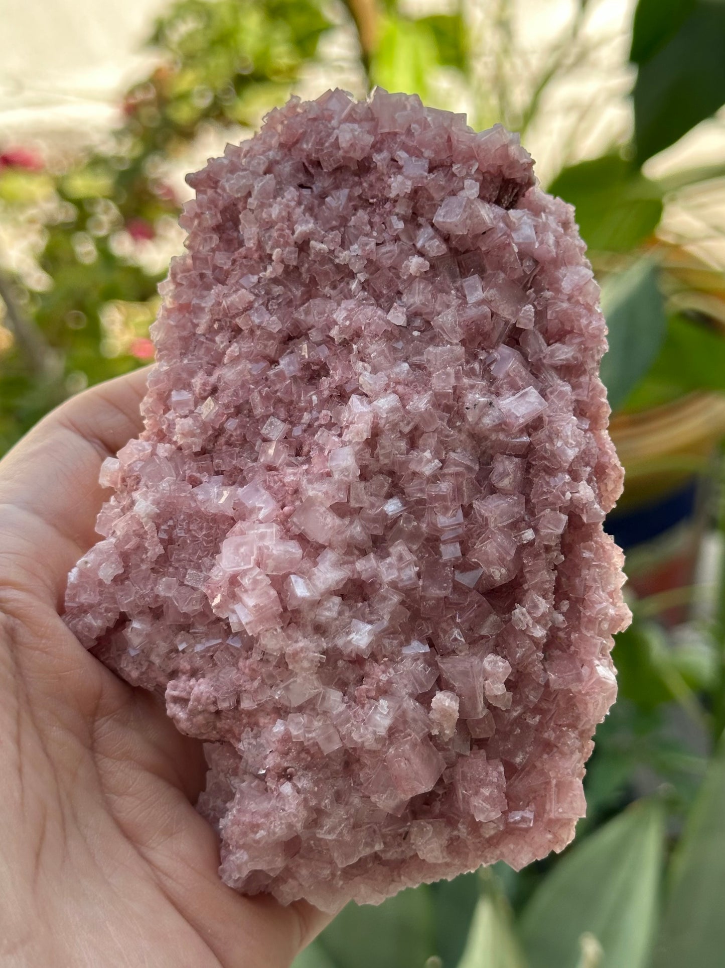 Pink Halite from Searles Lake, California