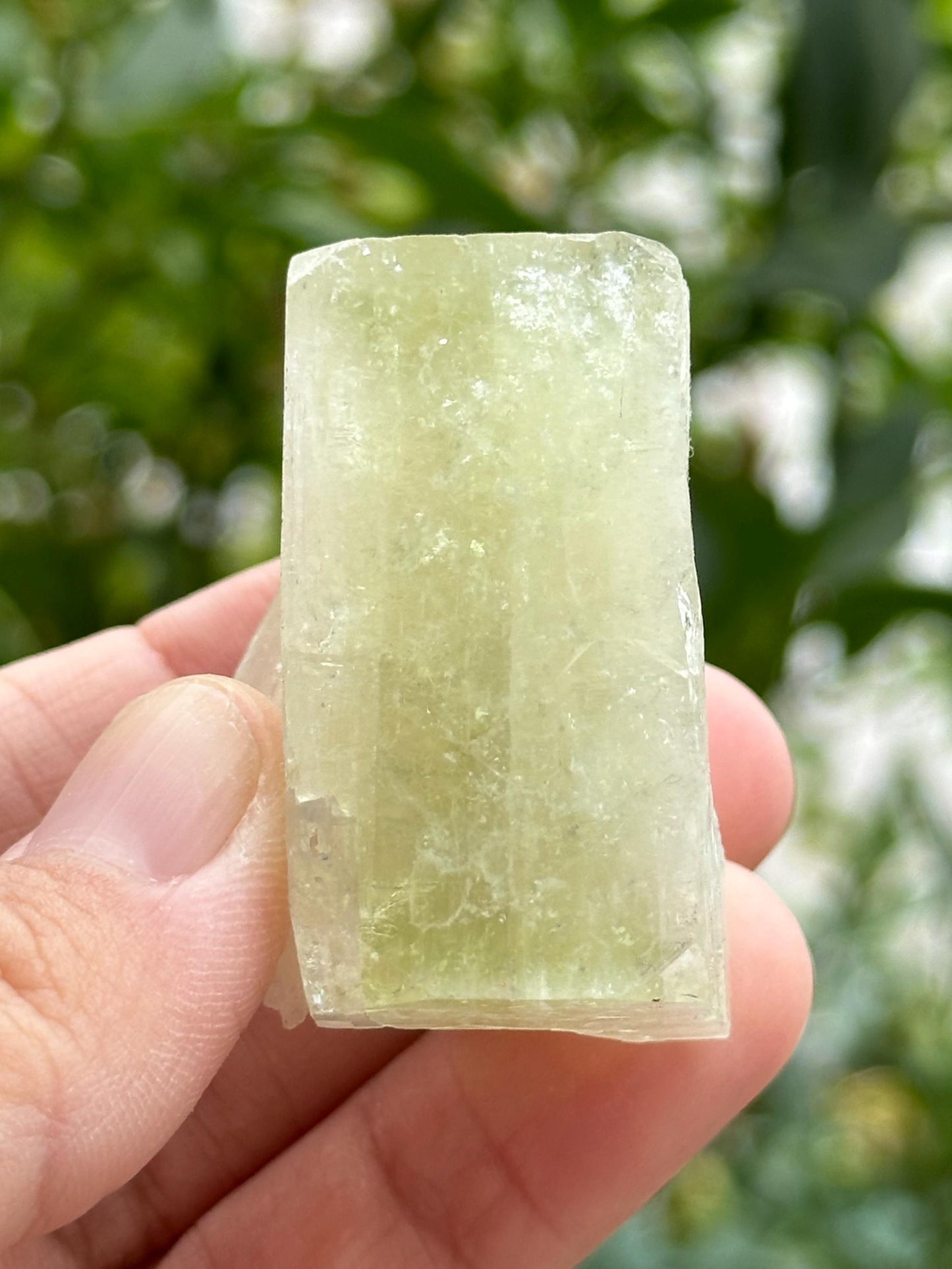 Green Apophyllite from India
