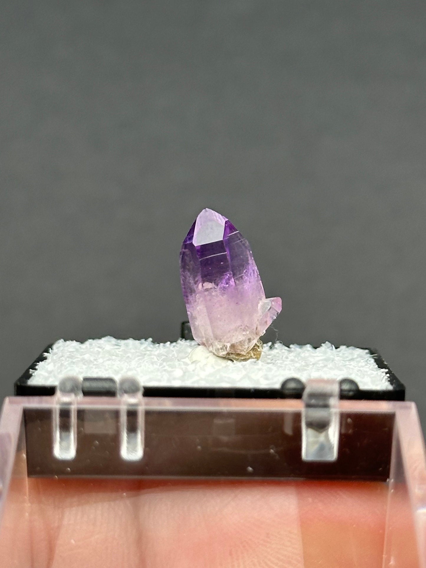 Veracruz Amethyst in a perky box