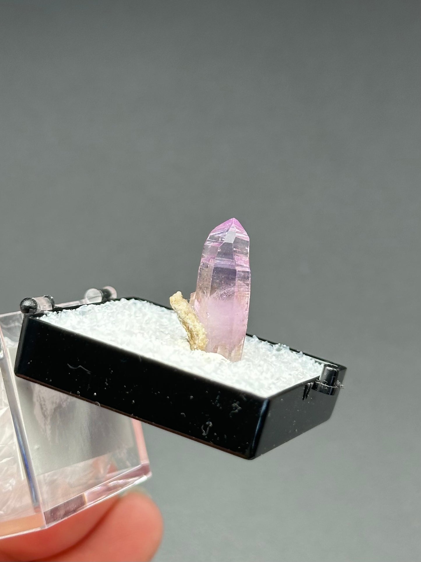 Veracruz Amethyst in a perky box from Veracruz, Mexico