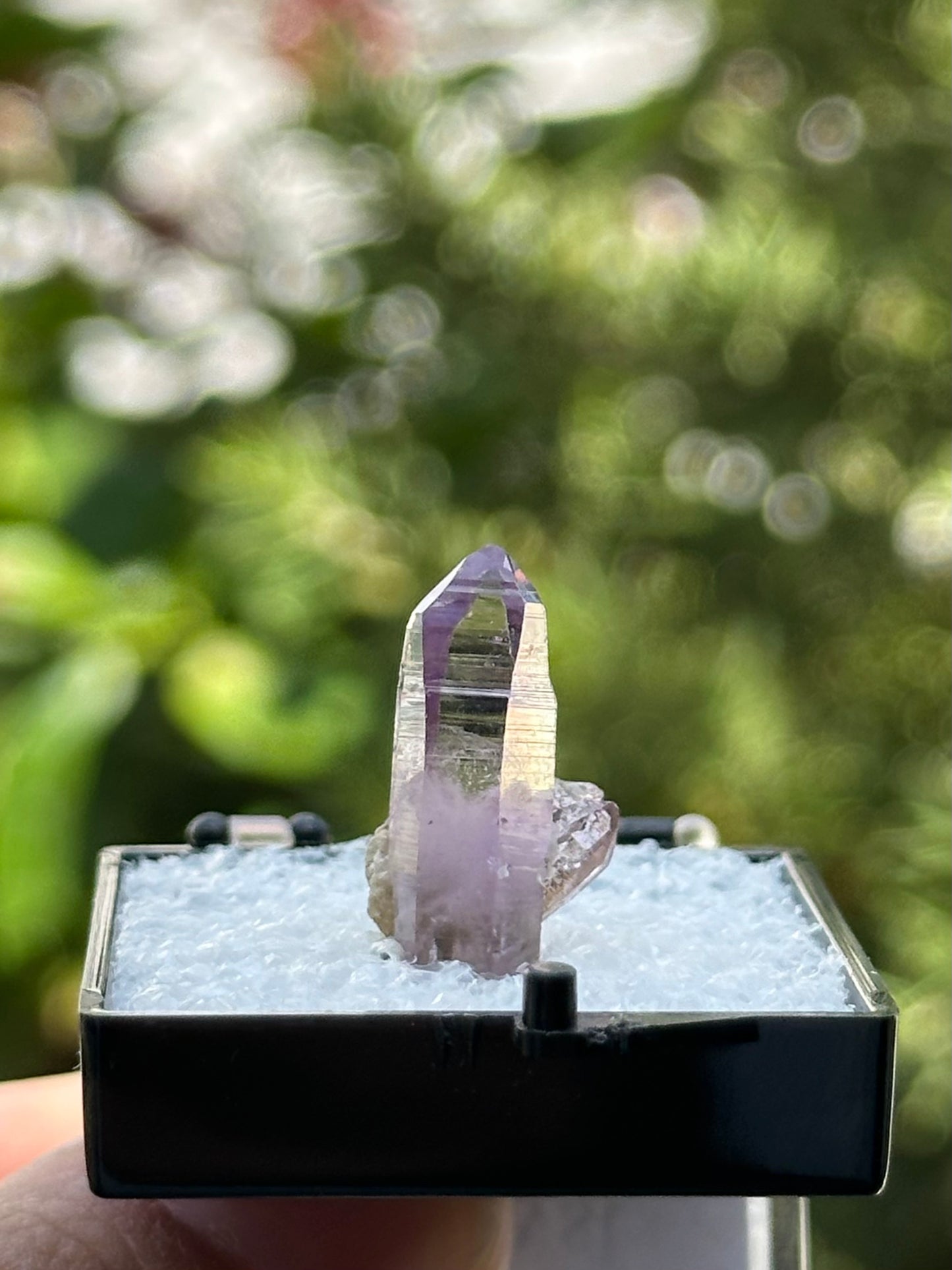 Veracruz Amethyst in a perky box from Veracruz, Mexico