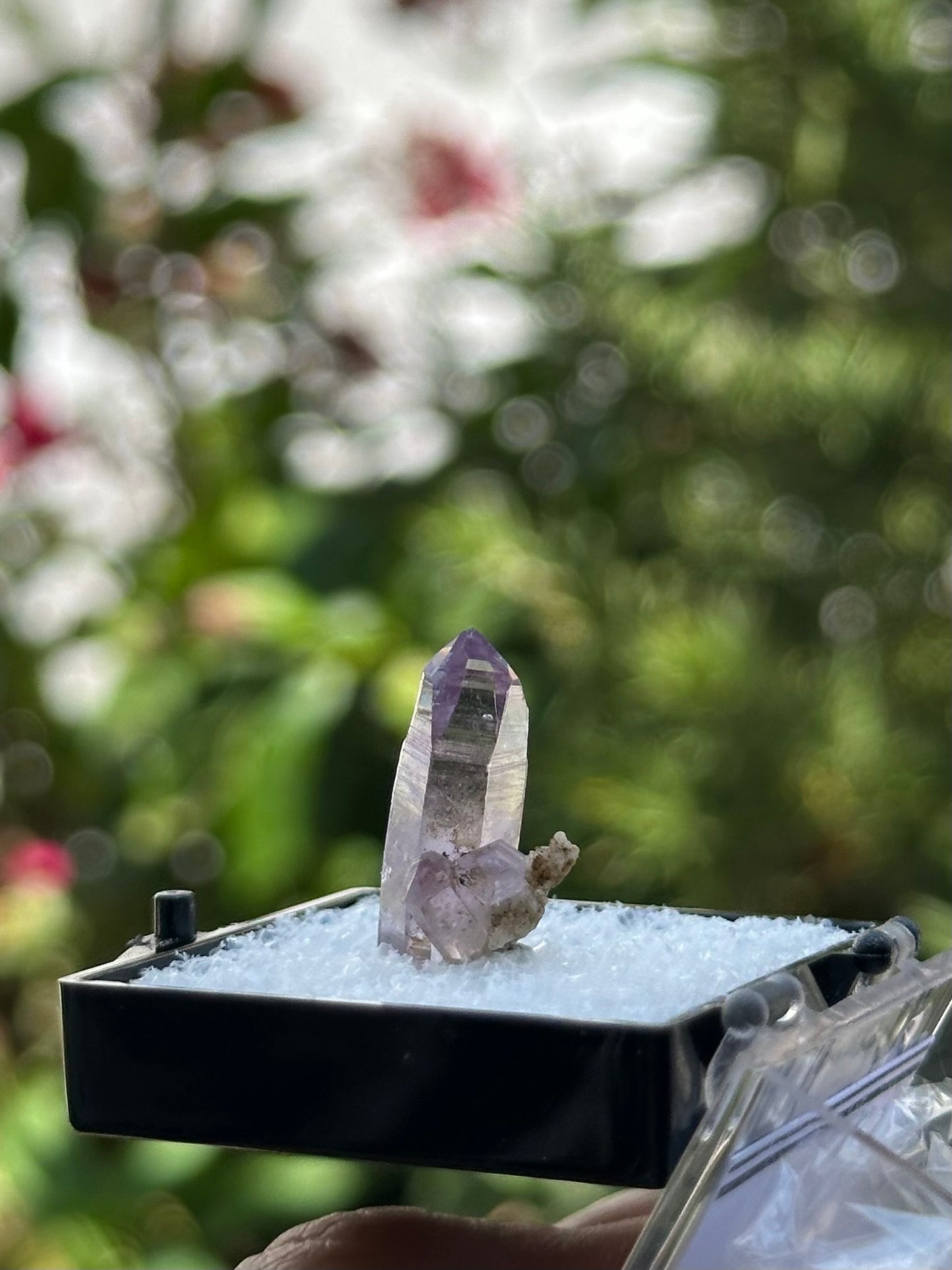 Veracruz Amethyst in a perky box from Veracruz, Mexico