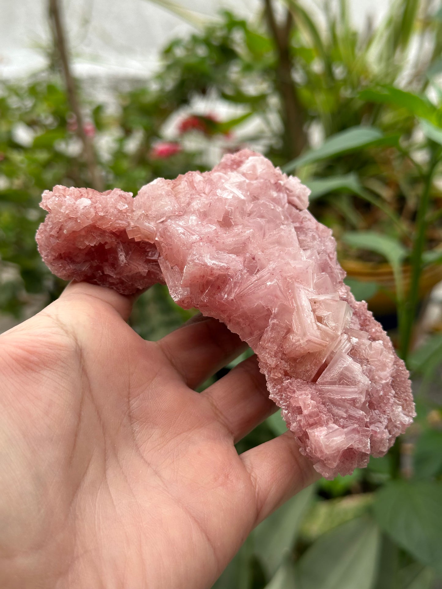 Pink Halite