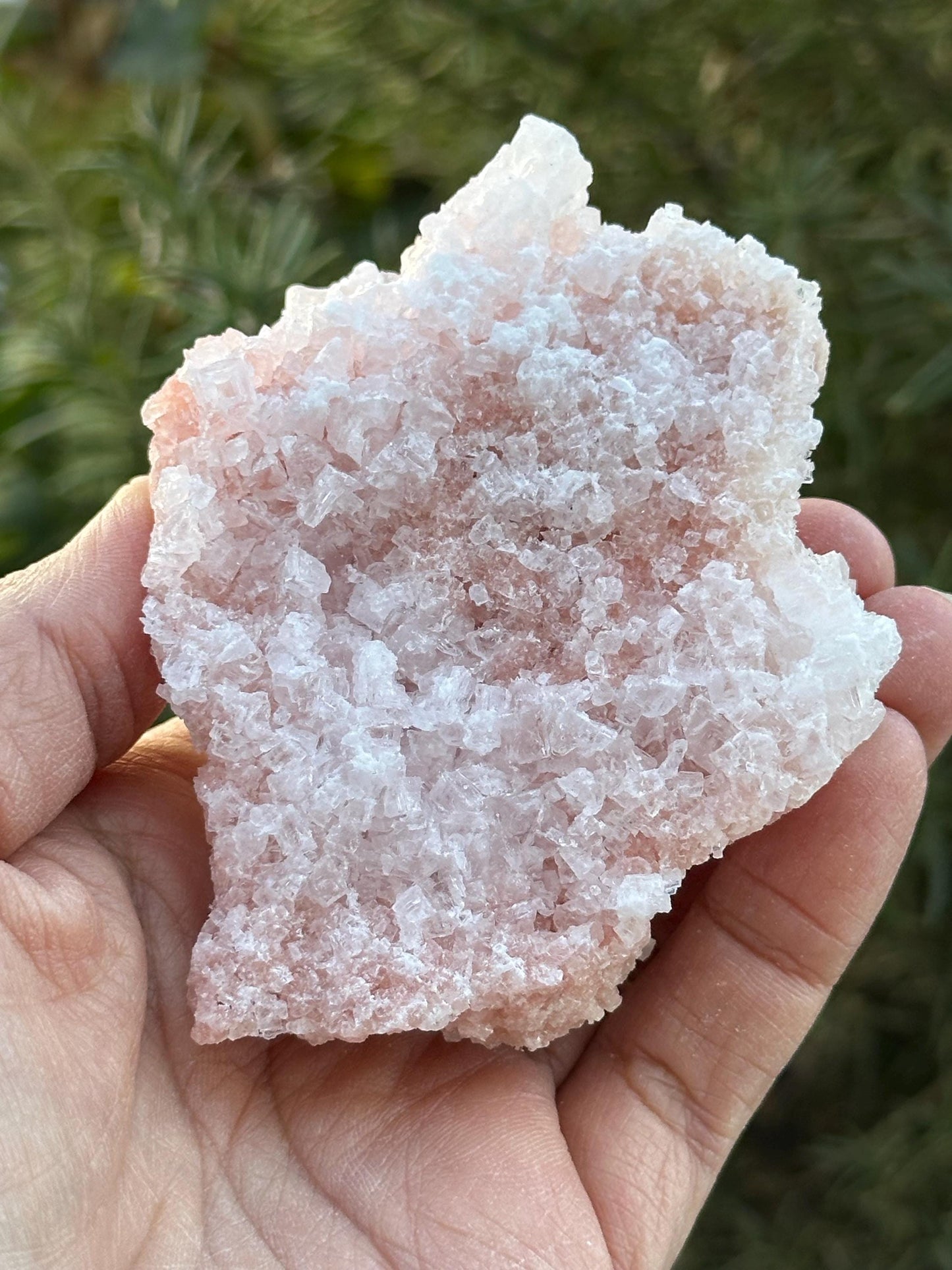 Light Pink Halite on Trona