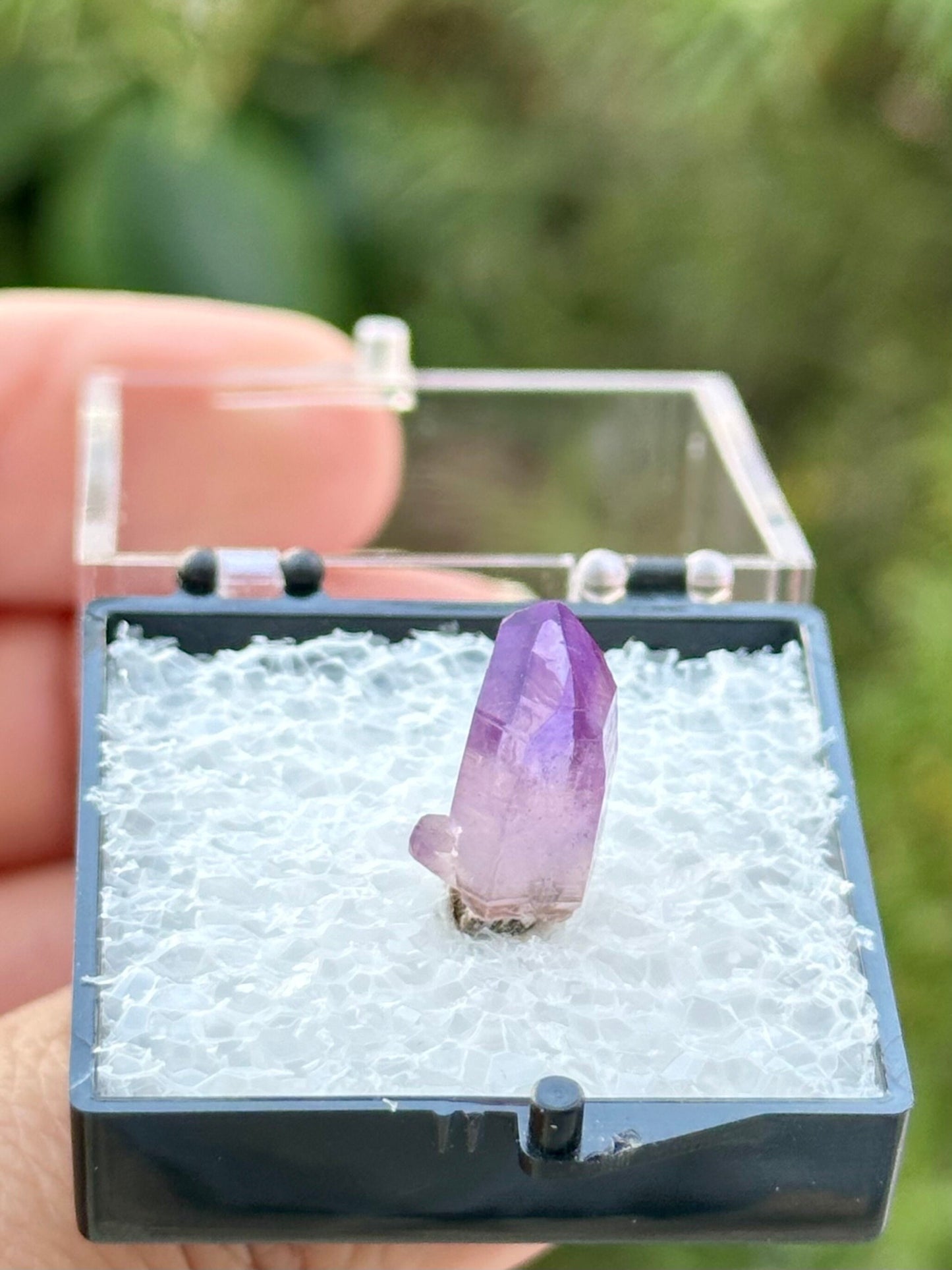 Veracruz Amethyst in a perky box