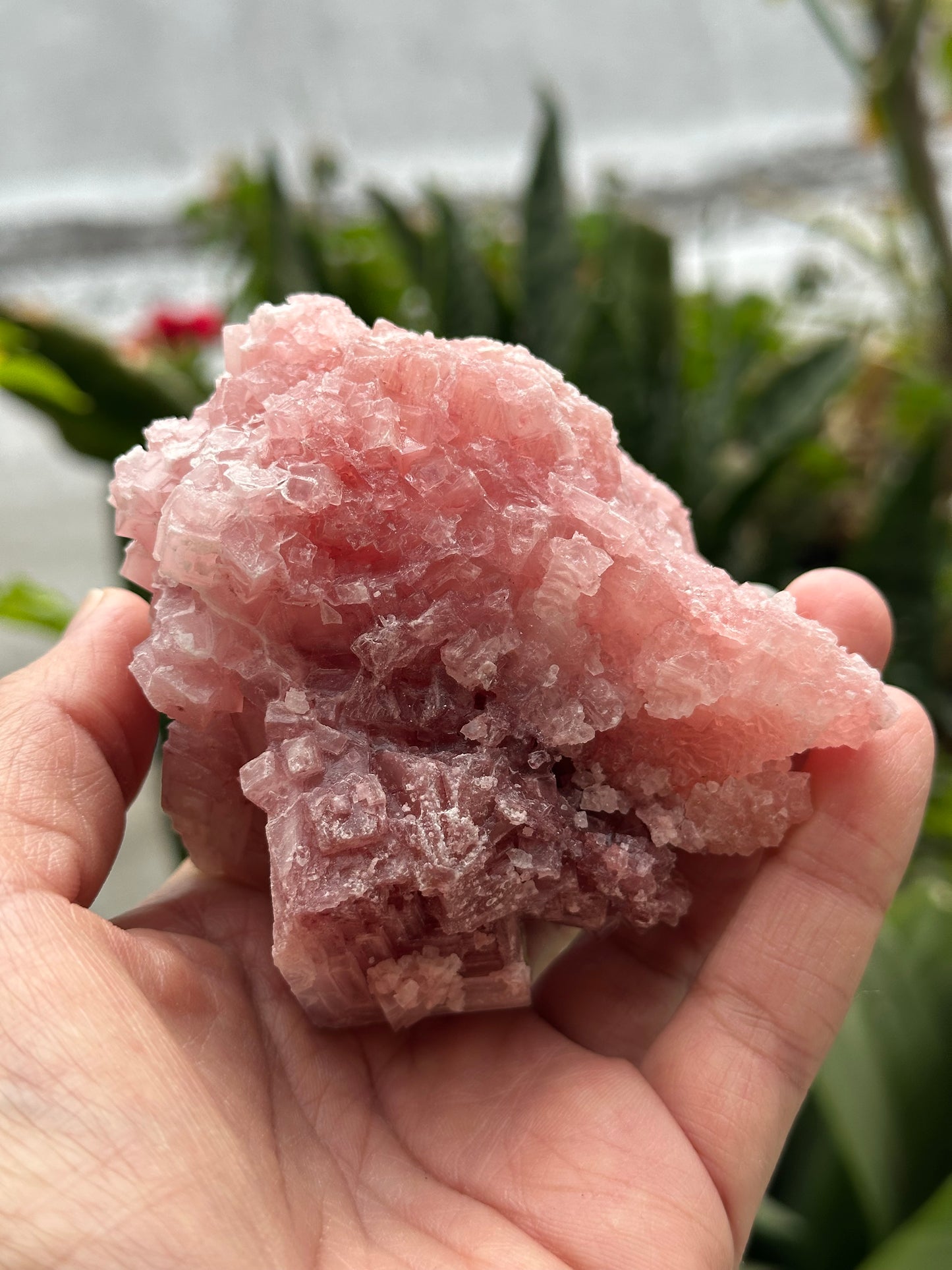 Pink Halite from Searles Lake, California