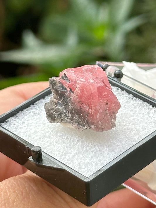 Rhodochrosite on Matrix Specimen in a perky box from Guangxi Wuzhou, China