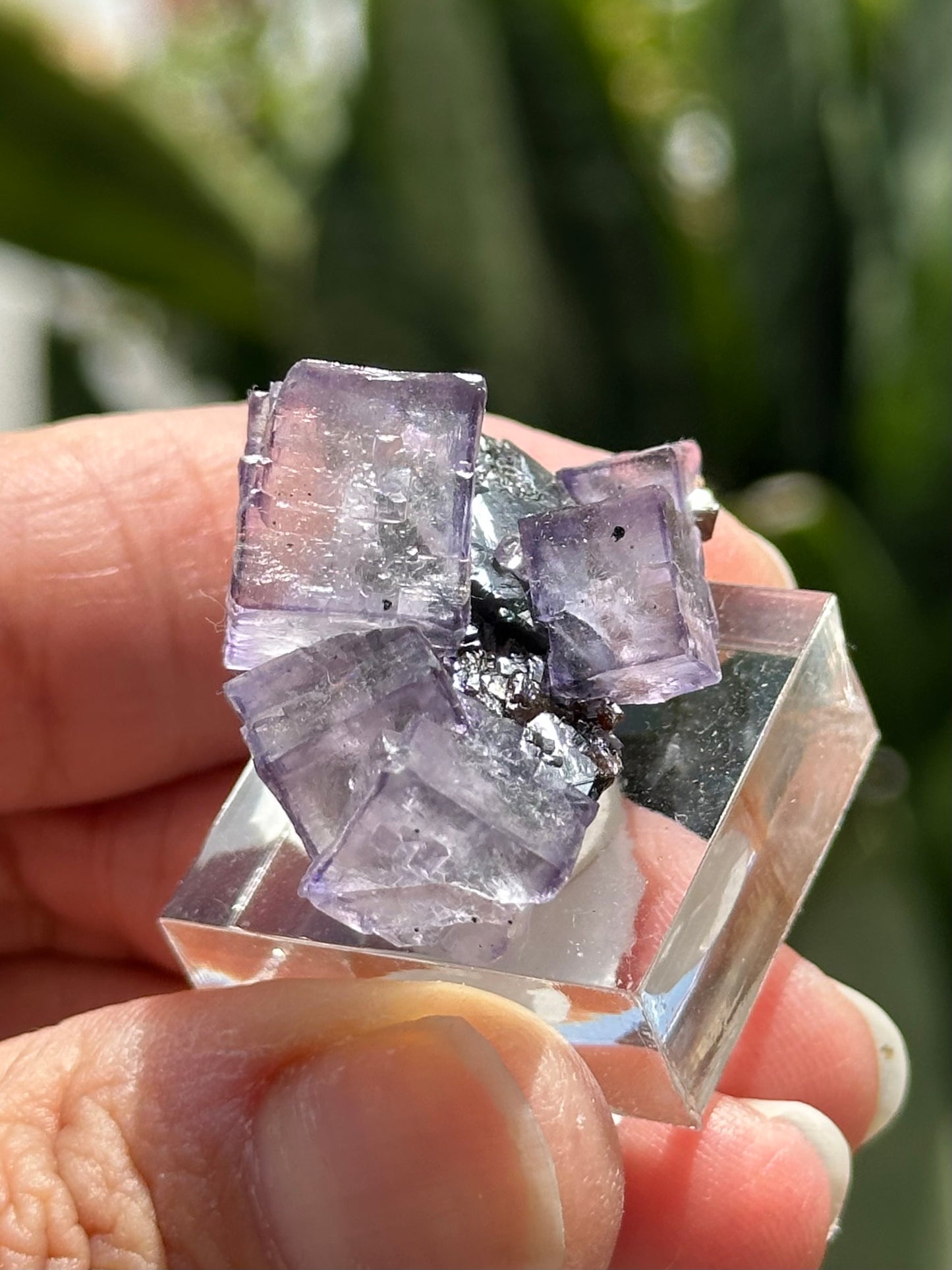 Elmwood Fluorite