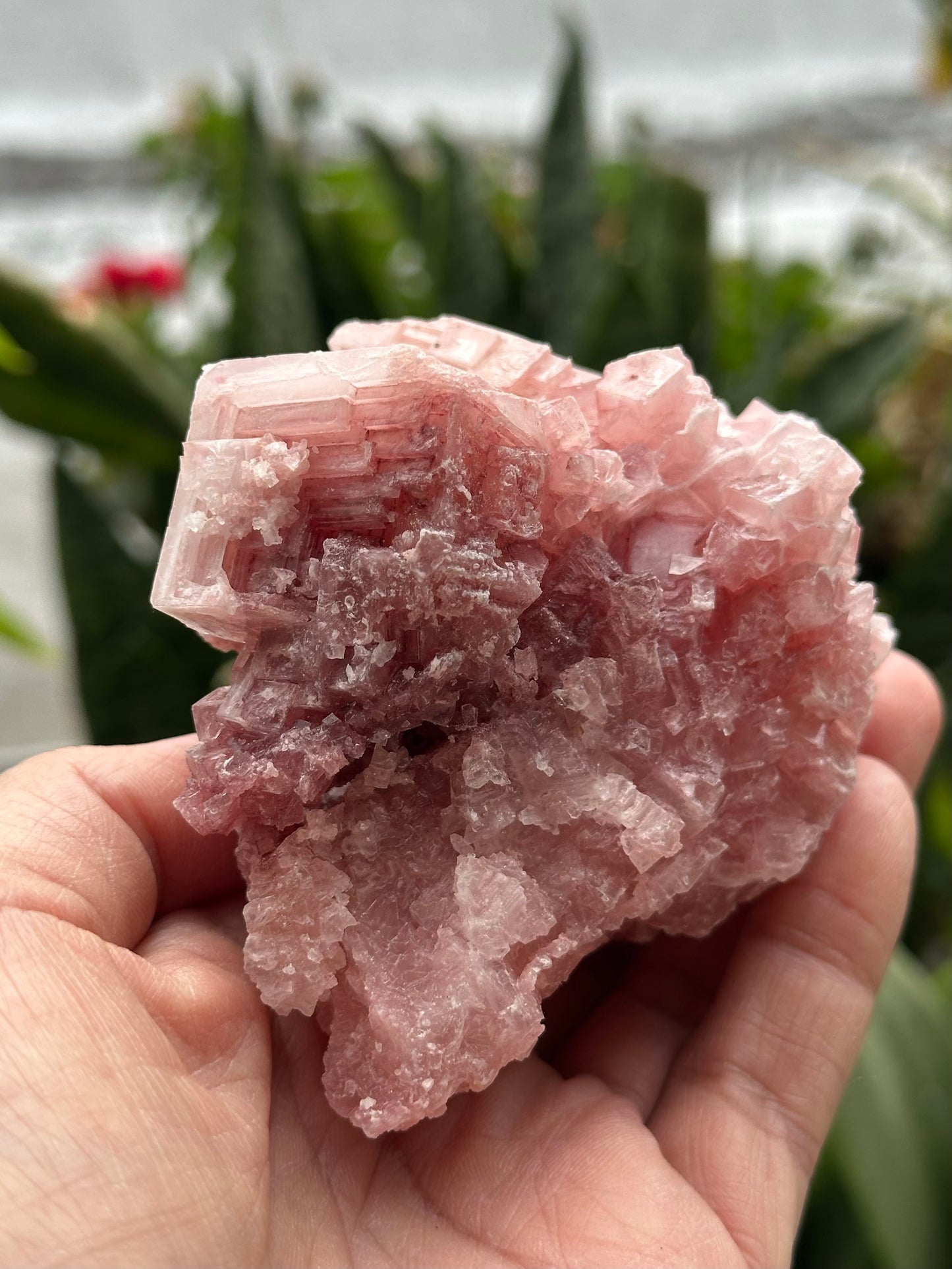 Pink Halite from Searles Lake, California