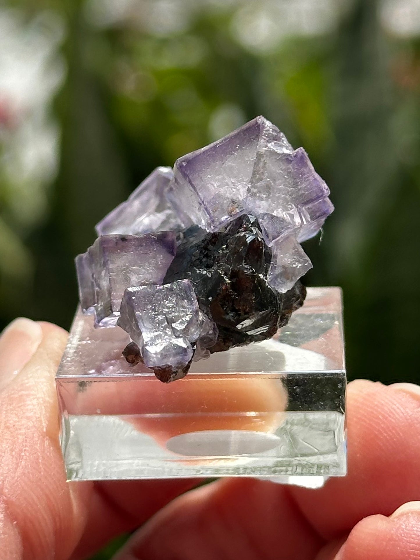 Elmwood Fluorite