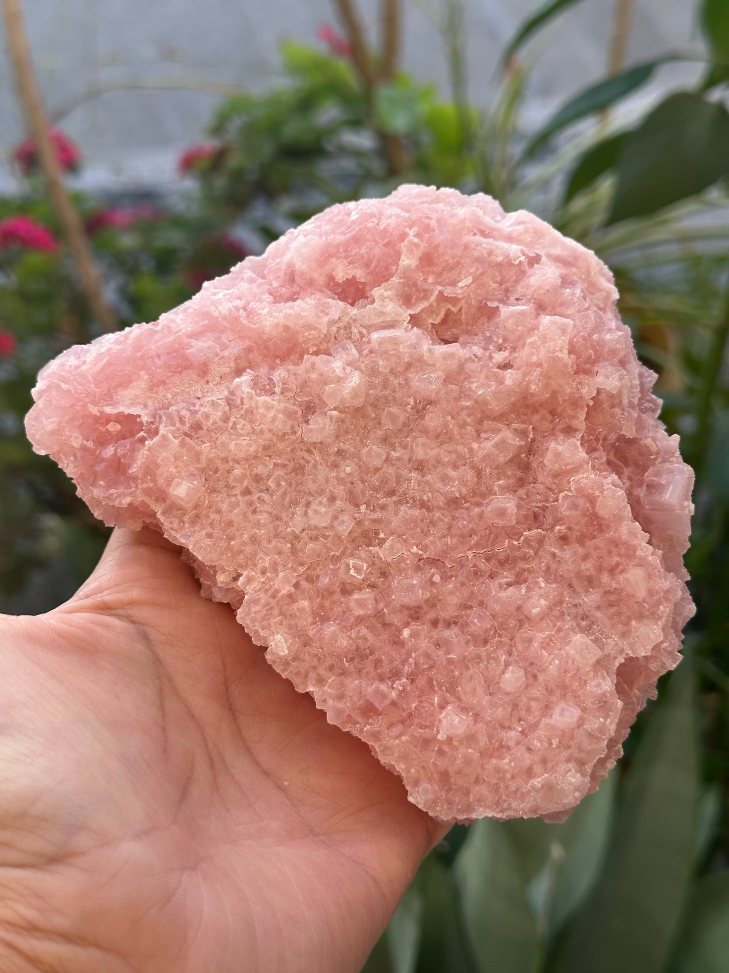 Pink Halite from Searles Lake, California