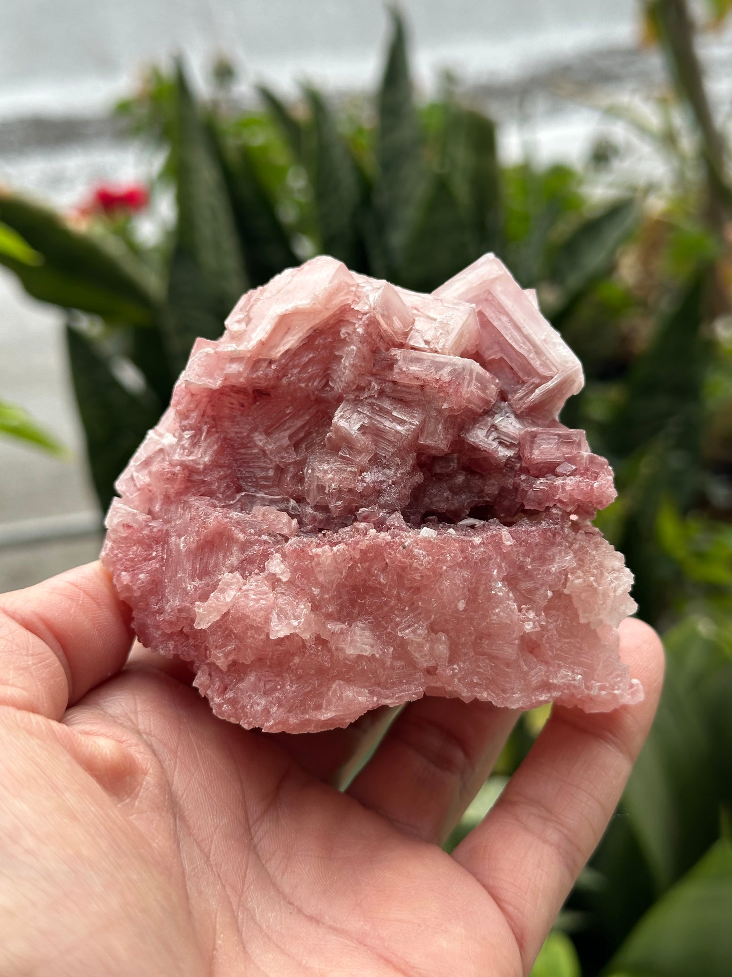Pink Halite from Searles Lake, California