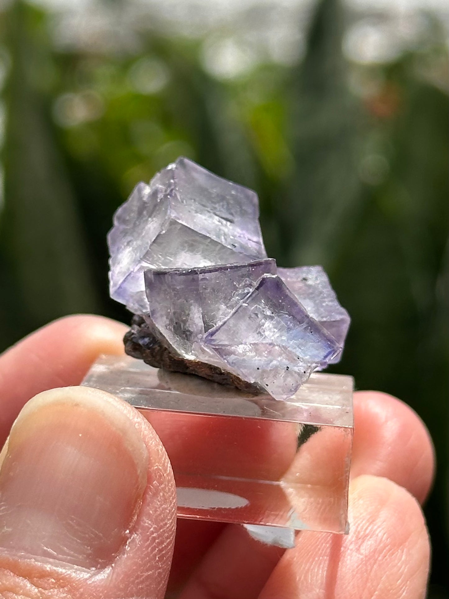 Elmwood Fluorite