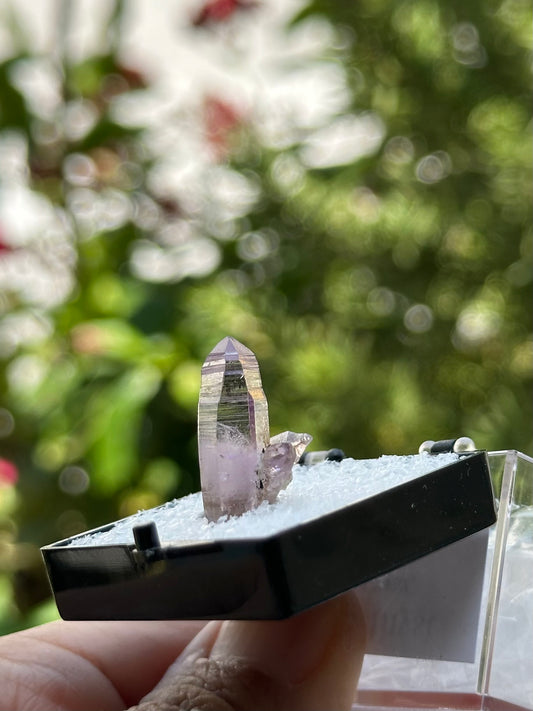 Veracruz Amethyst in a perky box from Veracruz, Mexico