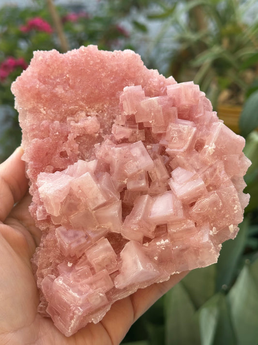 Pink Halite from Searles Lake, California