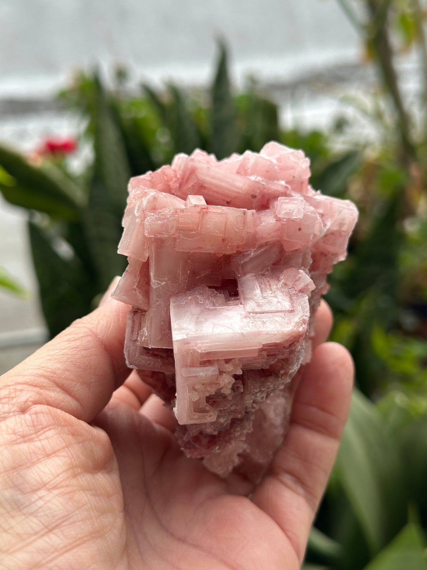Pink Halite from Searles Lake, California
