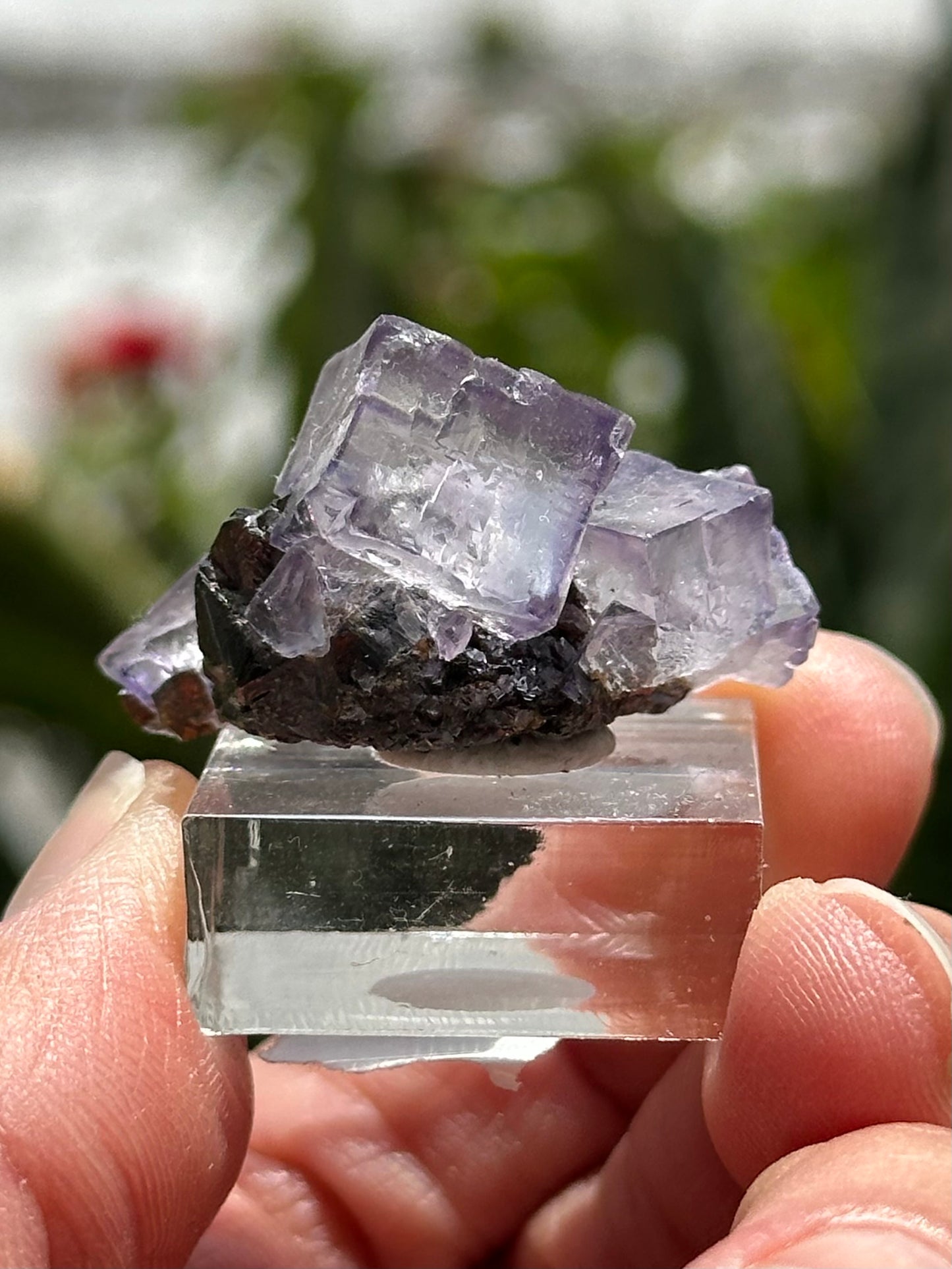 Elmwood Fluorite