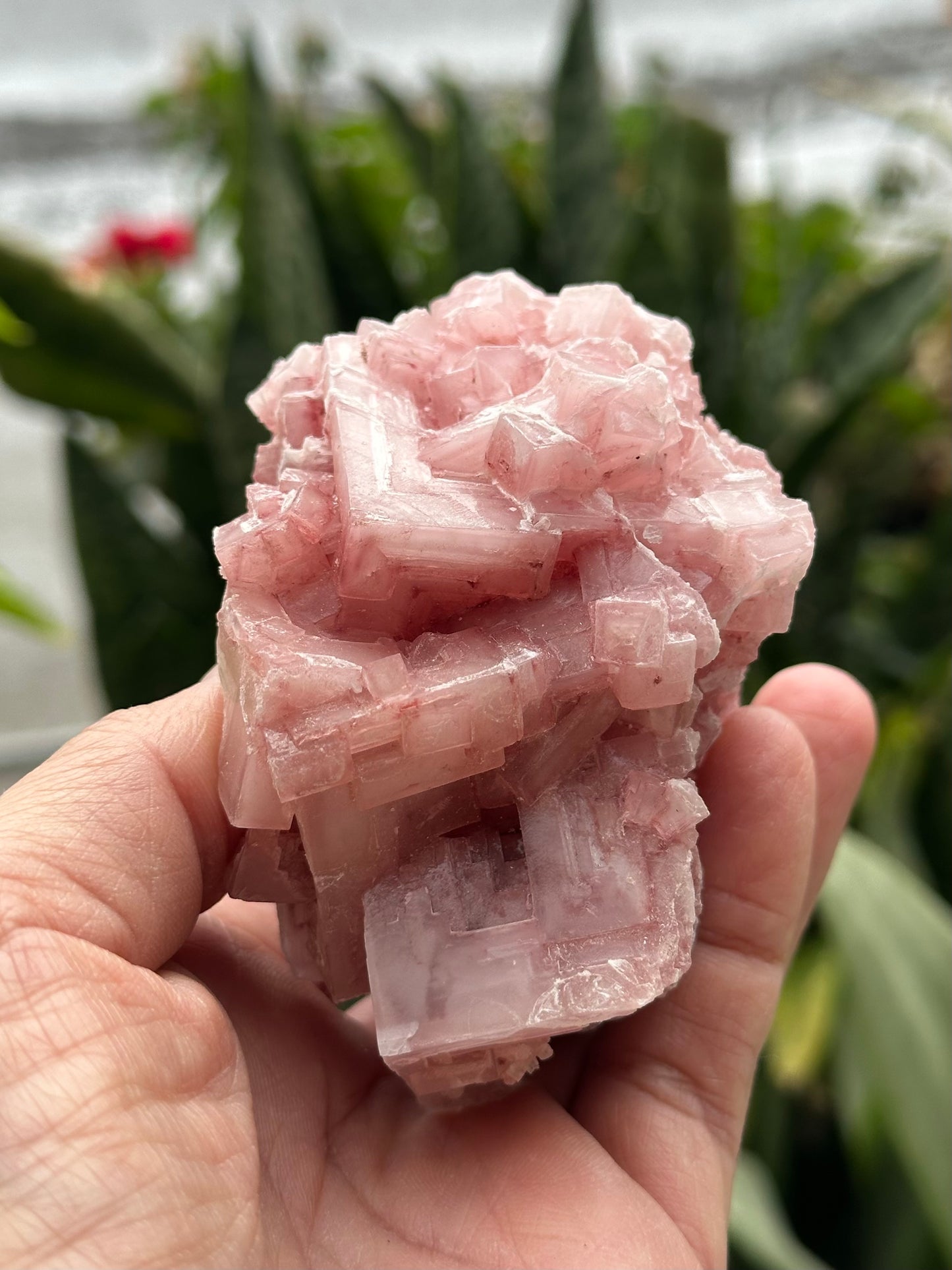 Pink Halite from Searles Lake, California