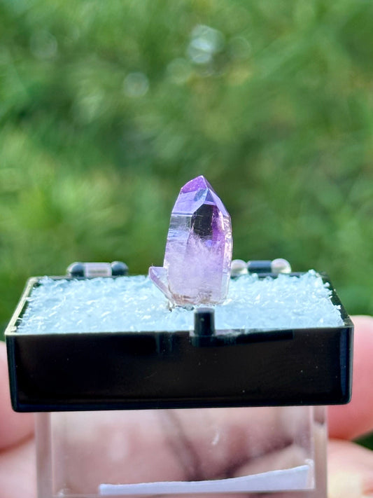 Veracruz Amethyst in a perky box